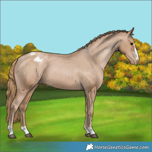 Horse Color:Black Pearl Appaloosa 