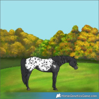 Horse Color:Black Blanket