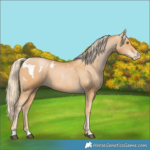 Horse Color:Chestnut Pearl Appaloosa