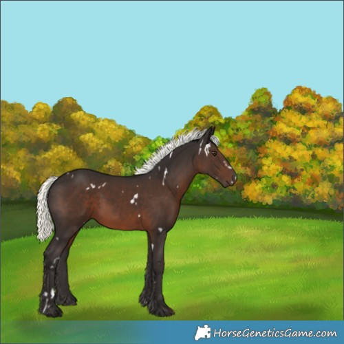 Horse Color:White Spotted Liver Chestnut Mushroom 
