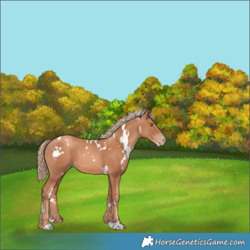 Horse Color:White Spotted Gold Champagne 