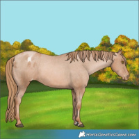 Horse Color:Chestnut Pearl Appaloosa 
