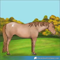 Horse Color:Chestnut Pearl Appaloosa 