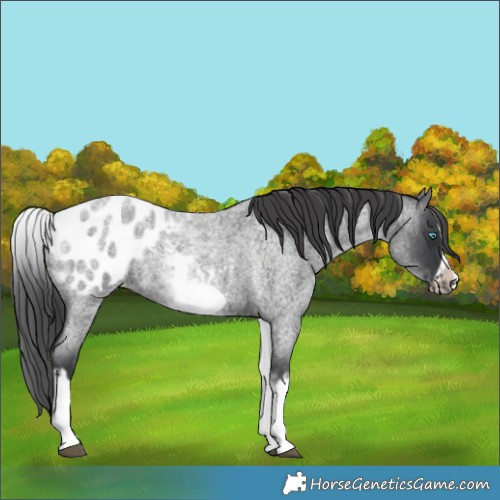 Horse Color:White Spotted Blue Roan Splash Frame Appaloosa 