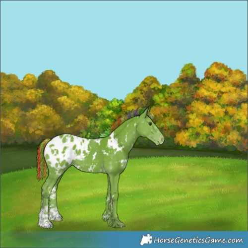 Horse Color:Painted Watercolor White Spotted Liver Chestnut Appaloosa 
