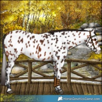 Horse Color:Bay Near Leopard 
