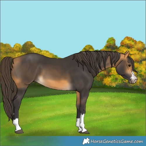 Horse Color:Buckskin 