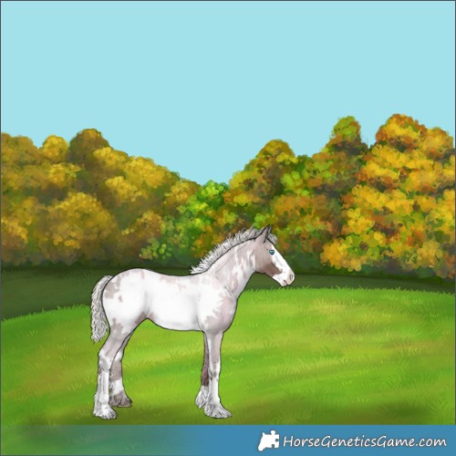 Horse Color:White Spotted Silver Black Frame 