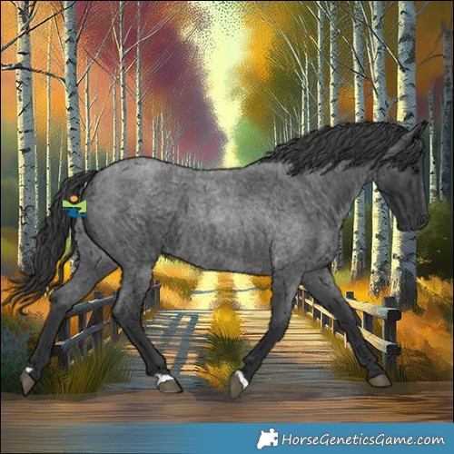 Horse Color:Blue Roan 