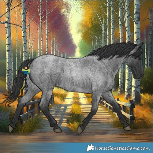 Horse Color:Blue Roan