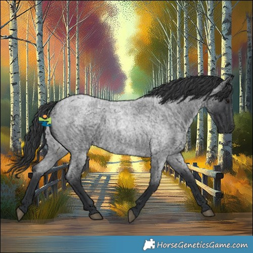 Horse Color:Blue Roan 