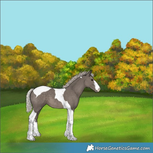 Horse Color:White Spotted Silver Black Tobiano 