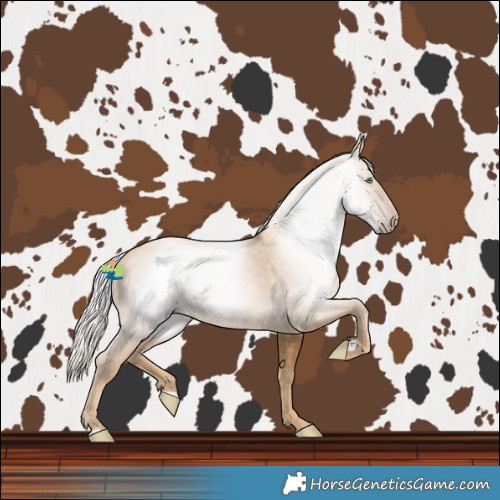 Horse Color:Gray Gold Cream Champagne 