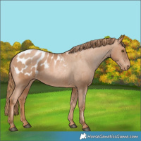Horse Color:Chestnut Pearl Blanket