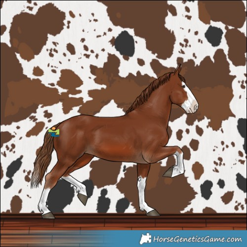 Horse Color:Chestnut Splash 