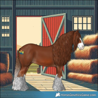 Horse Color:Chestnut Splash