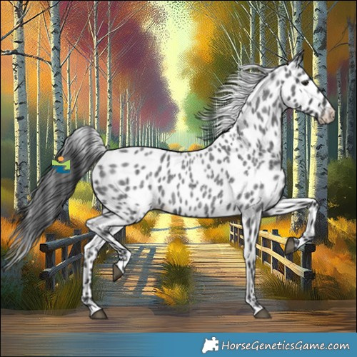 Horse Color:Blue Roan Appaloosa 