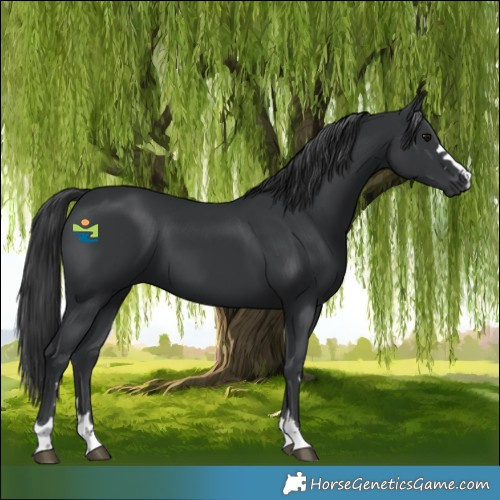 Horse Color:Black 