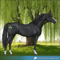 Horse Color:Black 