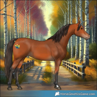 Horse Color:Bay 