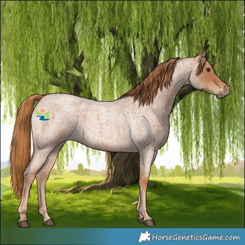 Horse Color:Red Roan 