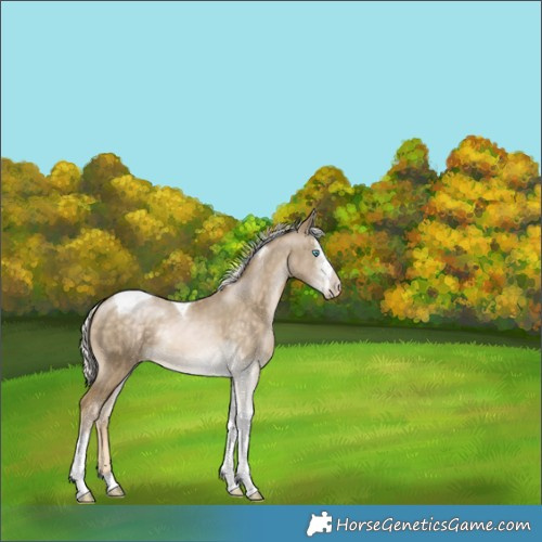 Horse Color:Silver Buckskin Pearl Sabino Tobiano 