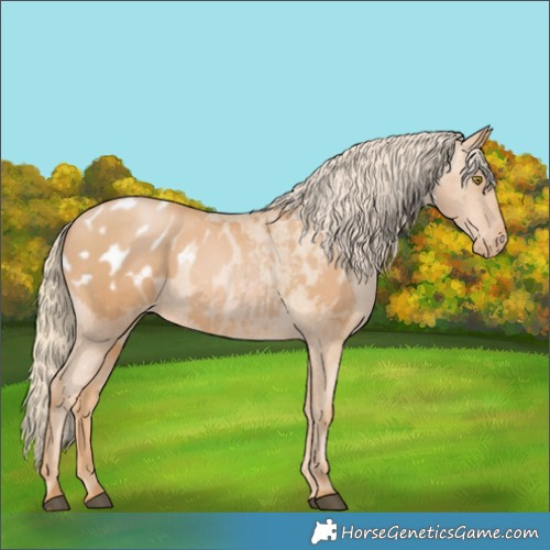 Horse Color:Chestnut Pearl Blanket 