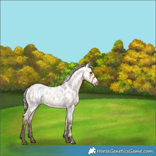 Horse Color:Silver Bay Roan Dun Skewed Appaloosa 