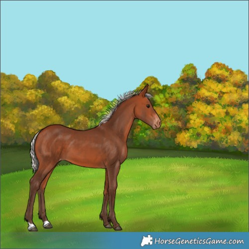 Horse Color:Silver Bay Skewed Appaloosa 