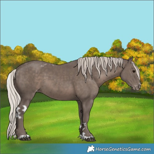 Horse Color:Silver Black Skewed Appaloosa