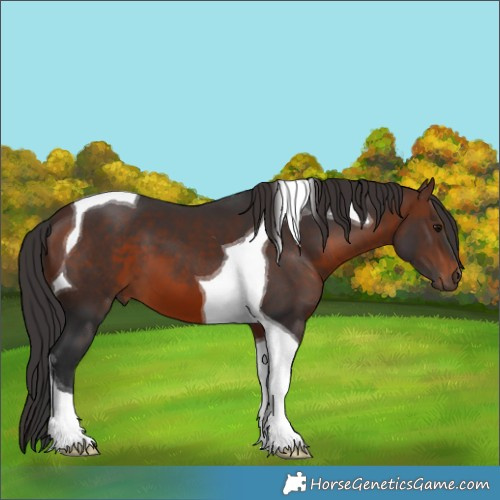 Horse Color:Brown Tobiano 