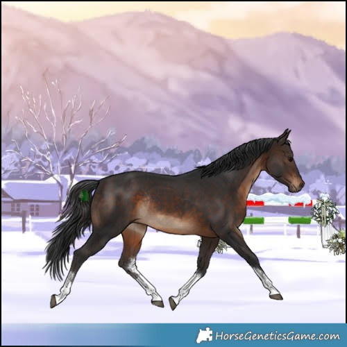 Horse Color:White Spotted Brown Rabicano 