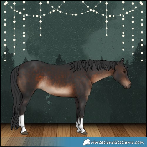 Horse Color:White Spotted Brown Rabicano 