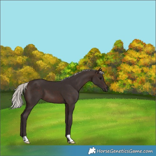Horse Color:Silver Brown 