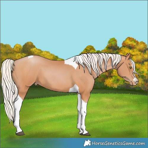 Horse Color:Silver Bay Pearl Tobiano 