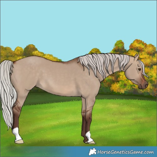 Horse Color:Unknown 