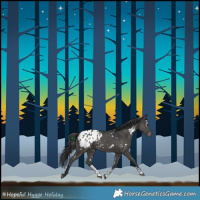Horse Color:White Spotted Black Sabino Appaloosa Rabicano