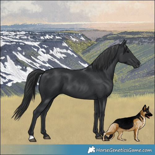 Horse Color:Black 
