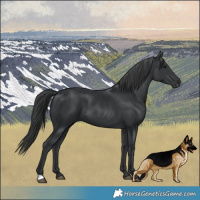 Horse Color:Black 
