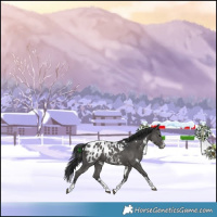 Horse Color:White Spotted Black Sabino Blanket Rabicano