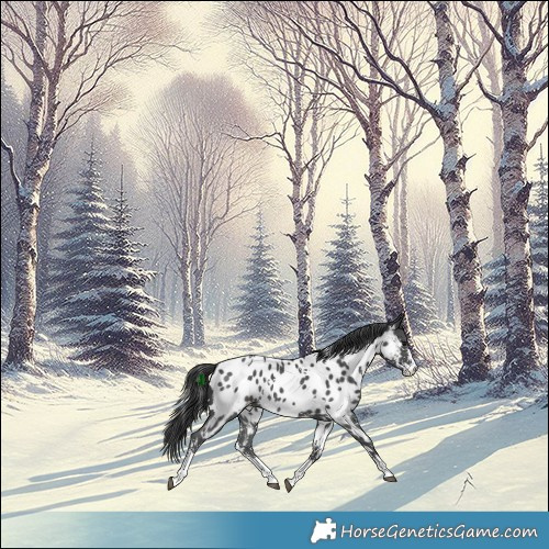 Horse Color:White Spotted Black Sabino Appaloosa Rabicano