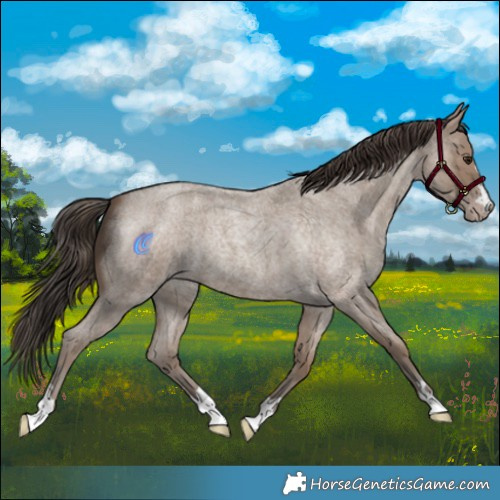 Horse Color:Classic Champagne Roan 