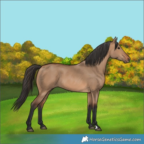 Horse Color:Bay Dun 