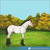 Horse Color:Bay Roan Dun 