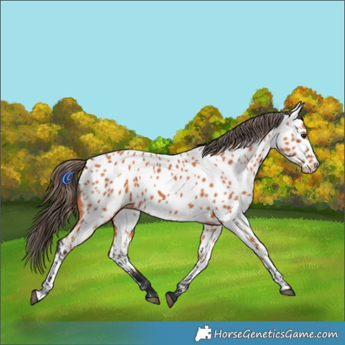 Horse Color:Bay Near Leopard