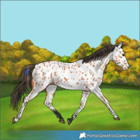 Horse Color:Bay Appaloosa 