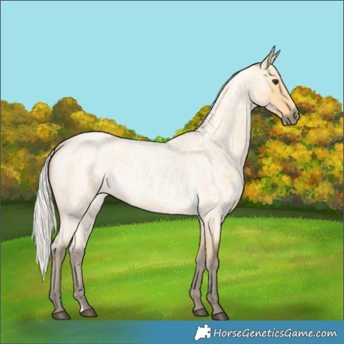 Horse Color:Silver Buckskin Roan 
