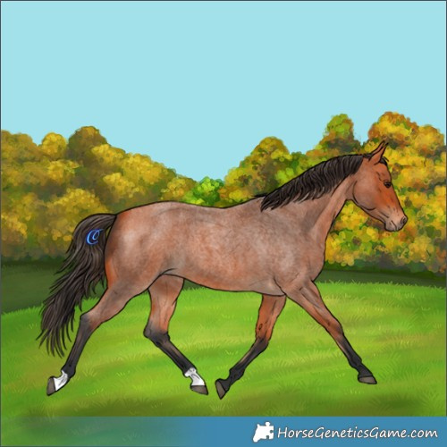 Horse Color:Bay Roan 
