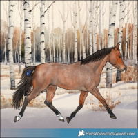 Horse Color:Bay Roan 