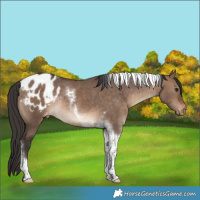 Horse Color:Brown Dun Tobiano Appaloosa Rabicano